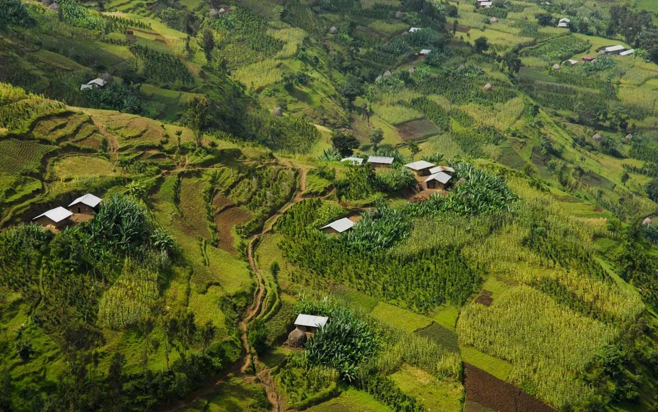 Aerial view of a coffee-growing landscape with terraced farms and smallholder homesteads