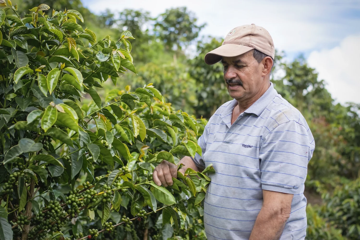 Luis Ricardo Calderón, Cup of Excellence producer in Costa Rica, Tarrazú